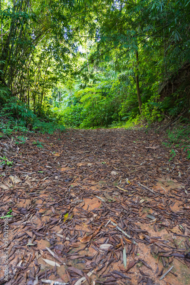 The path into the forest is surrounded by numerous trees. The path into the forest is surrounded by numerous trees.