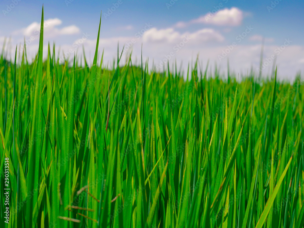 Fototapeta premium Green rice fields