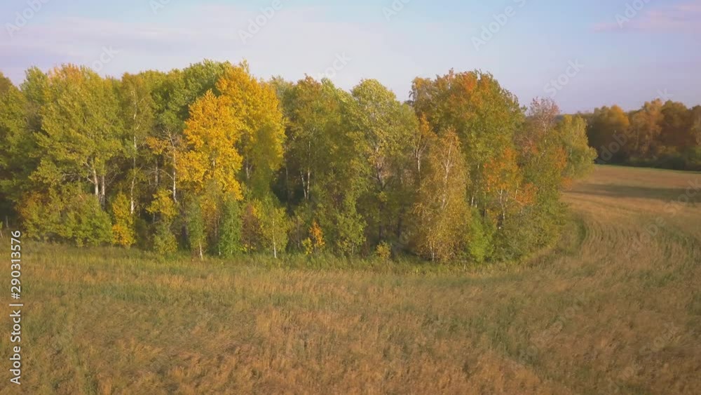 Flying along a beautiful birch grove in autumn. Yellow birch in the ravine. Aerial view Flying along a beautiful birch grove in autumn. Yellow birch in the ravine. Aerial view