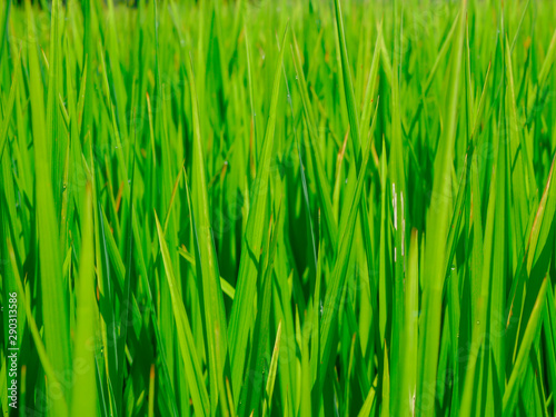 Green rice fields