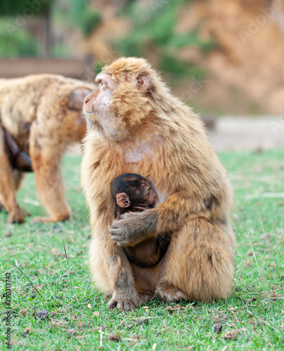 Gibraltar monkey baby sucking off her mother s tit