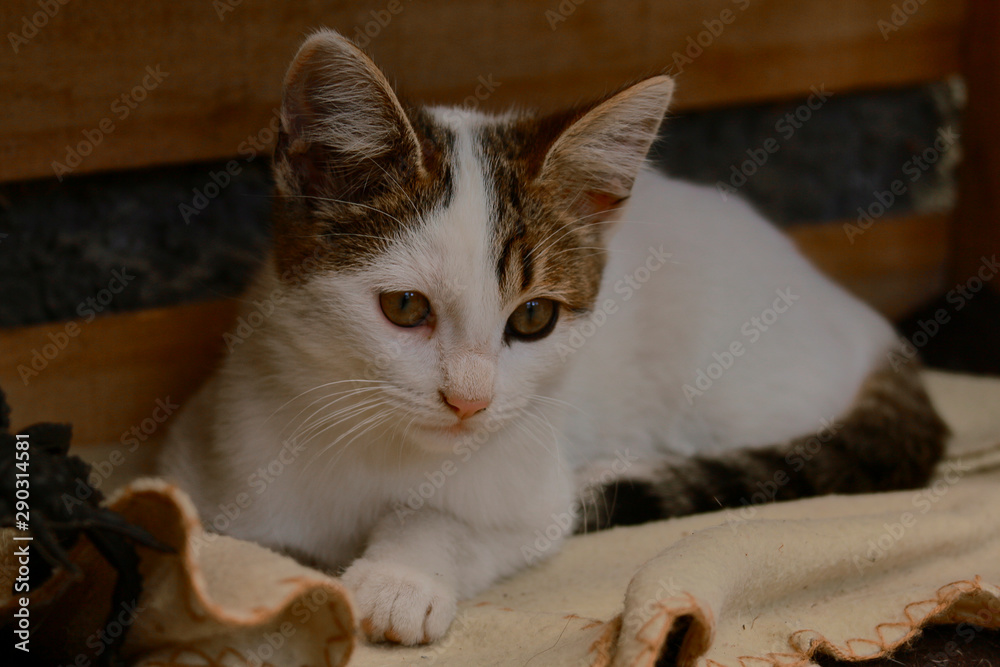 Obraz premium small cat