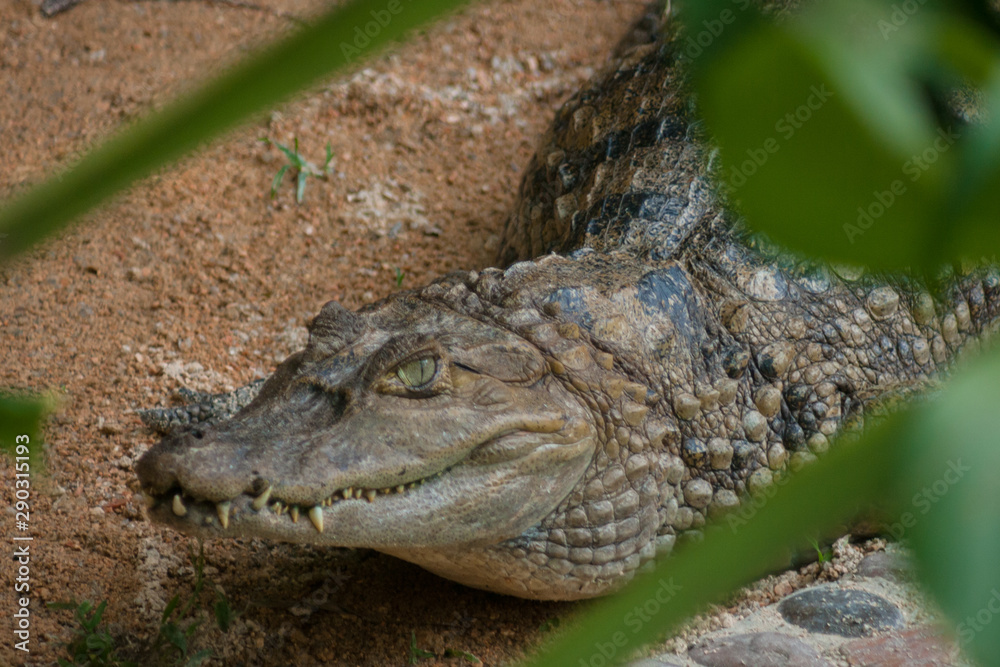 Obraz premium Alligator