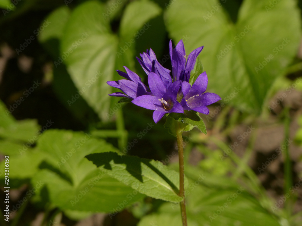 violet-blue flower in garden violet-blue flower in garden