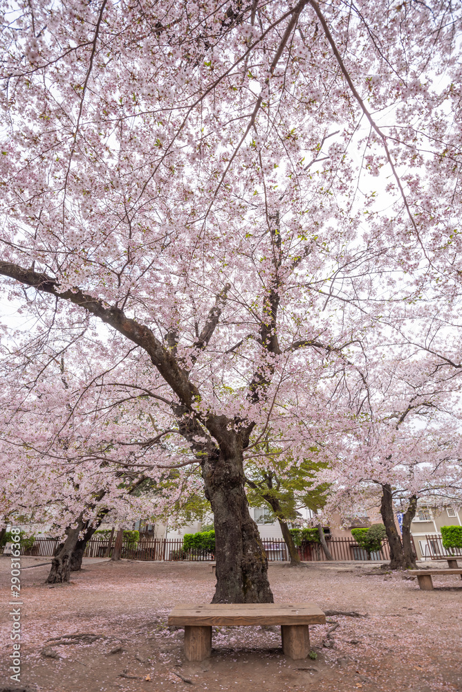 Cherry Blossom full bloom at Matsumoto castle Cherry Blossom full bloom at Matsumoto castle