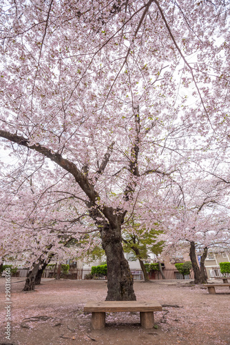 Cherry Blossom full bloom at Matsumoto castle