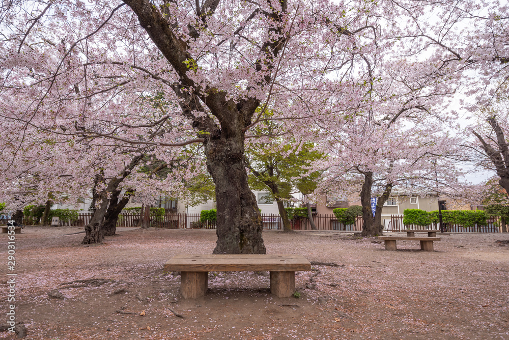 Cherry Blossom full bloom at Matsumoto castle