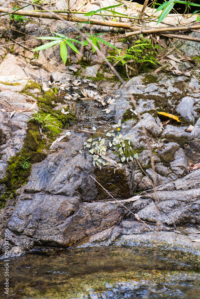 Many species of butterflies are on the rocks with streams running through.