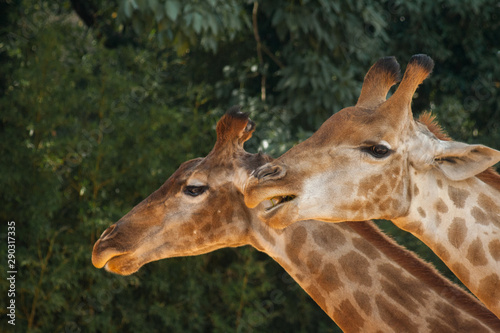 Photography Mother and Father Giraffe