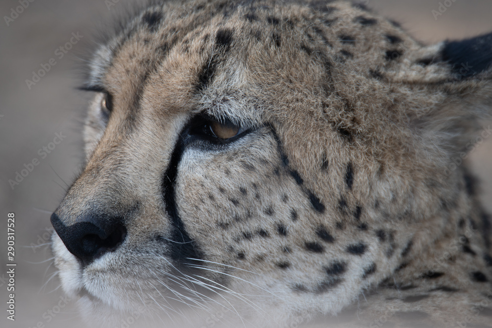 close up cheetah