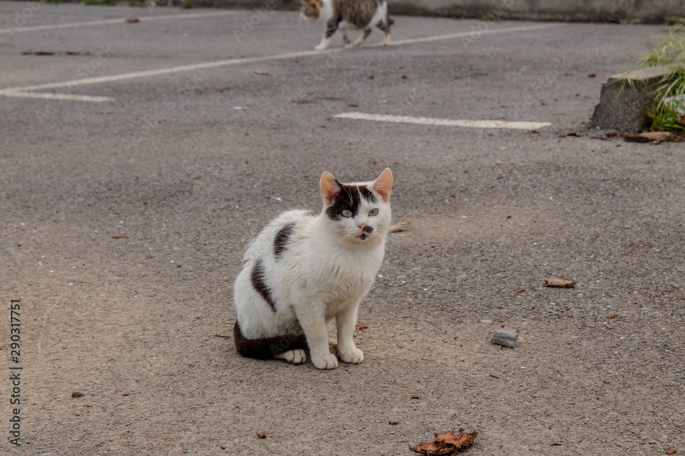 a colony of stray cats living near an abandoned factory