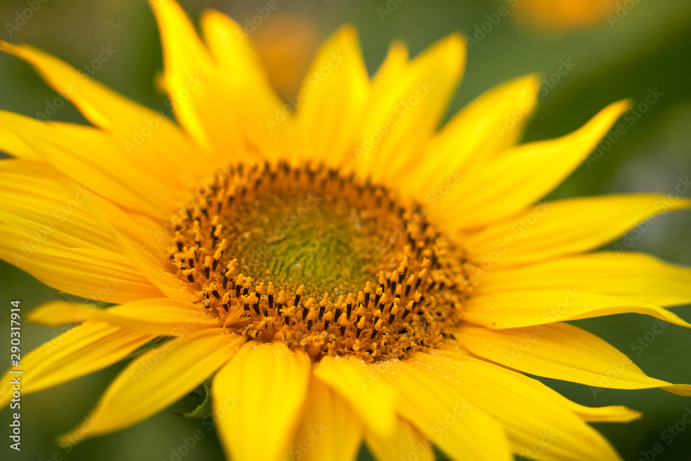 Close up shot of gorgeous blooming sunflowers Close up shot of gorgeous blooming sunflowers