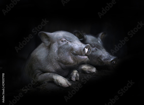 Two Cute Black Pig (piggy).