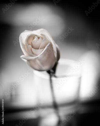 white rose on black