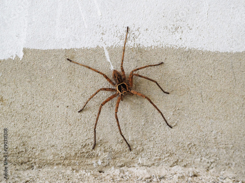 Big brown spider on the wall.