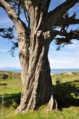 Tree near the ocean