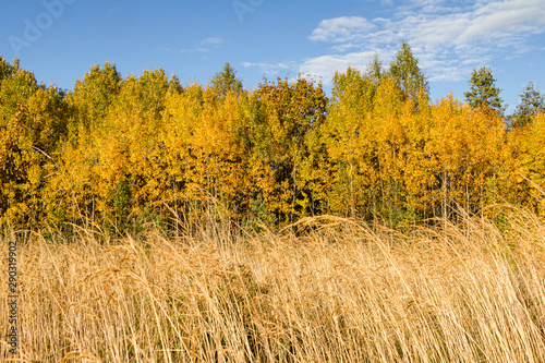 Colourful autumn scenery with yellow trees and long grass in a sunny day
