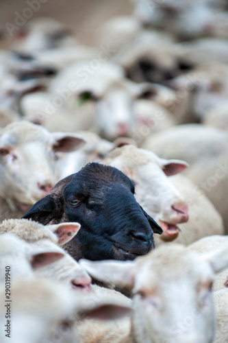 Herd of sheep, all white, one has a black face, black sheep, stand out, 
