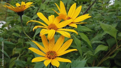 Wallpaper Mural Flowers of Jerusalem artichoke (Helianthus tuberosus). Torontodigital.ca