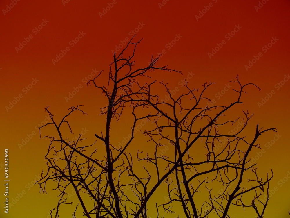 The silhouette of the branches on the background, the light, the sun is falling.for background The silhouette of the branches on the background, the light, the sun is falling.for background