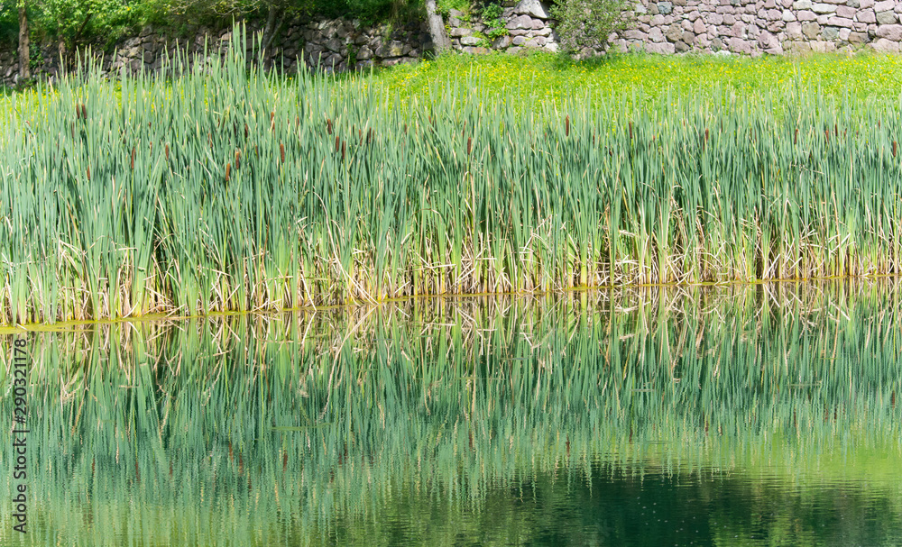 Obraz premium Schilf am See