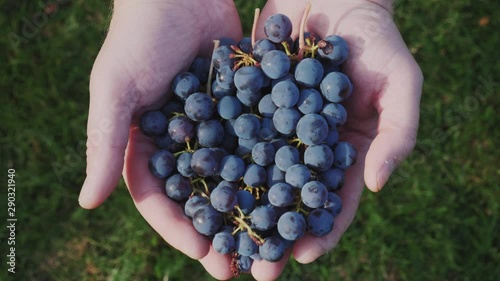 A farmer's hands full of fresh organic blue grapes