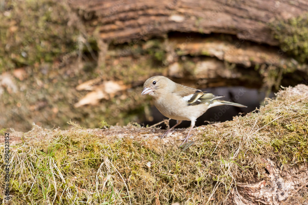 cute looking female chaffinch cute looking female chaffinch