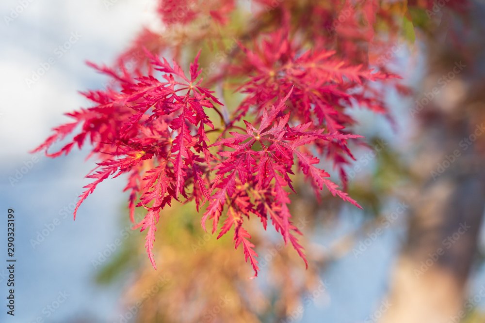 Japanese autumn red Color leaf on the tree Japanese autumn red Color leaf on the tree