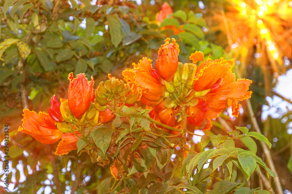 African tulip tree red flowers with sun rays. African tulip tree red flowers with sun rays.
