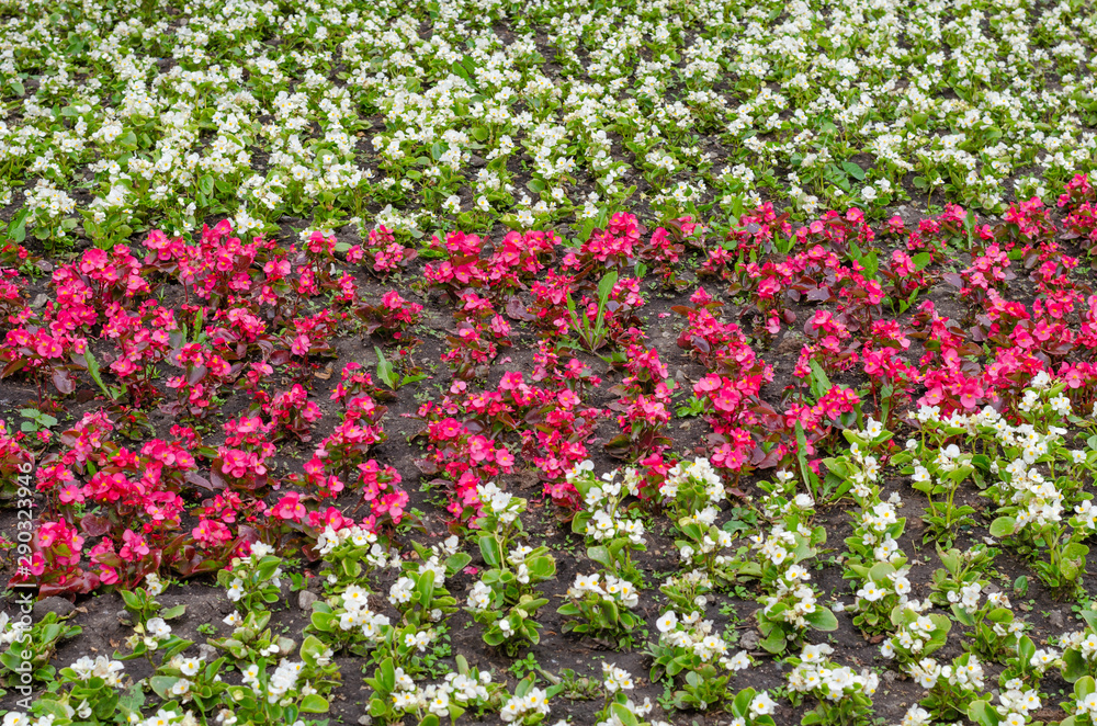 A bed of red and white flowers.
