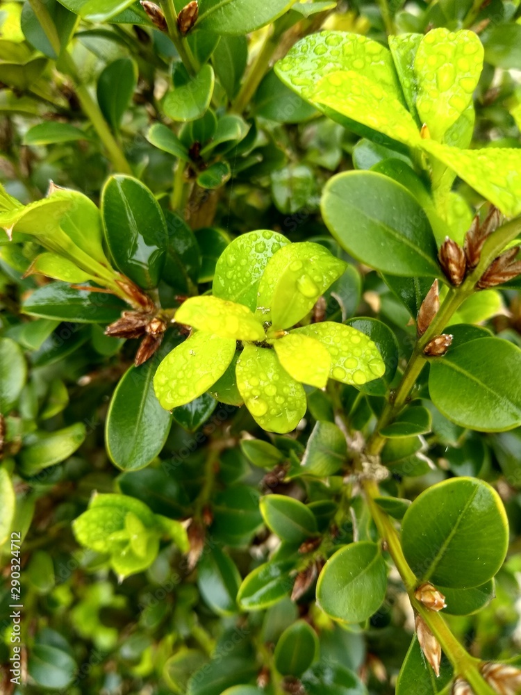 Obraz premium branch of a tree