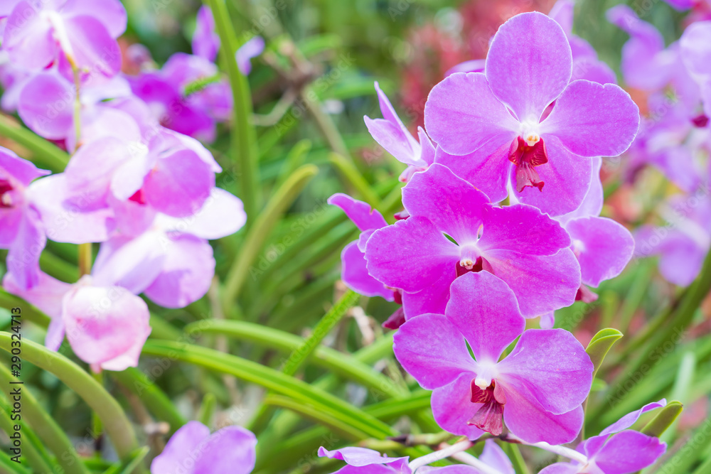 Beautiful orchid flowers background in the garden Beautiful orchid flowers background in the garden