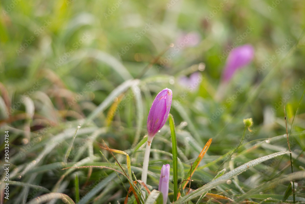 Colchicum autumnale in a dew-lit meadow Colchicum autumnale in a dew-lit meadow