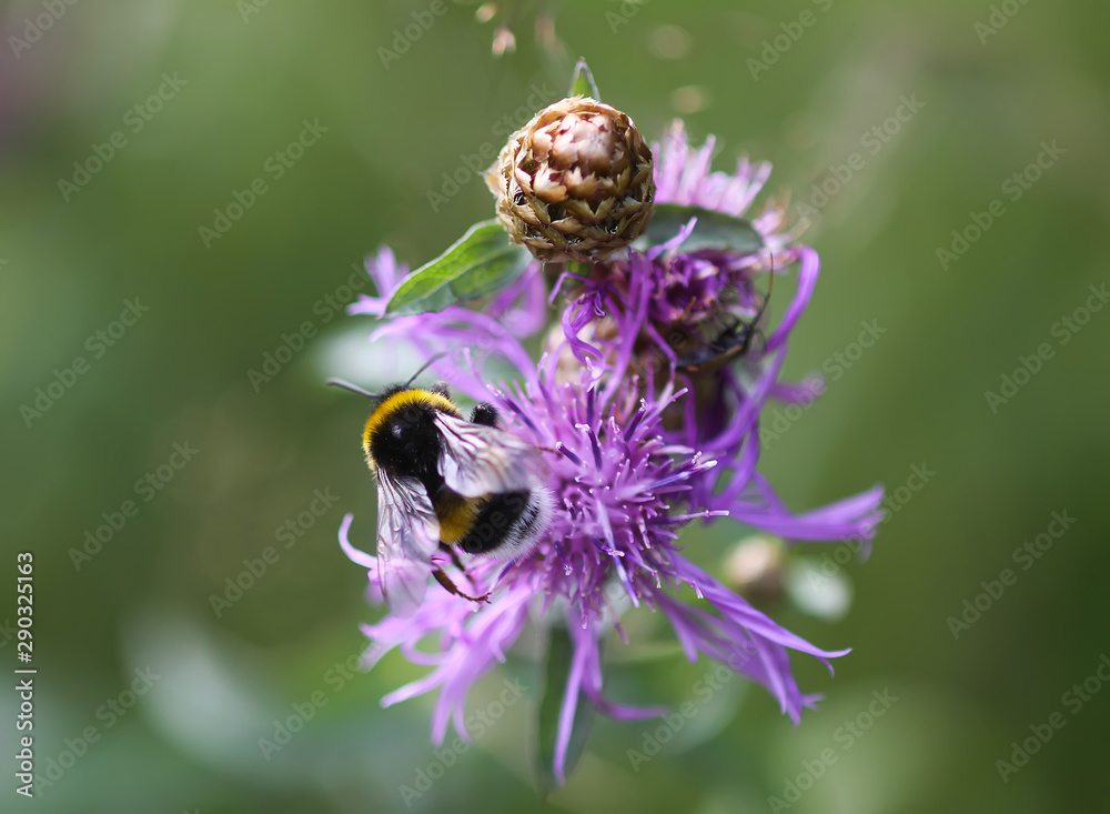 Honeybee collecting nectar on purple wildflower in summer field in the countryside Honeybee collecting nectar on purple wildflower in summer field in the countryside