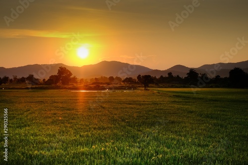 sunset over green rice field of countryside in thailand