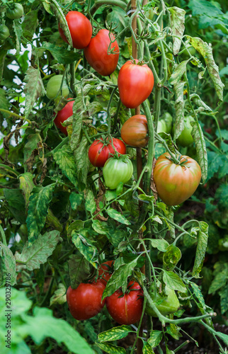 Photo with red and green tomatoes ripening in the greenhouse on the bushes.