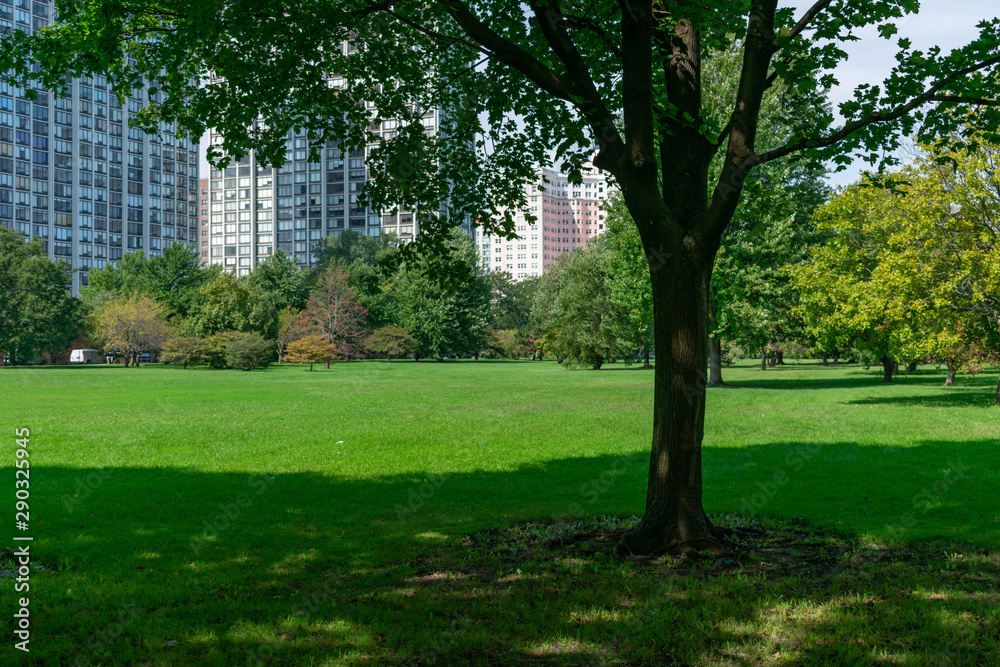 Tree and Shade at a Park in Edgewater Chicago with Residential Skyscrapers