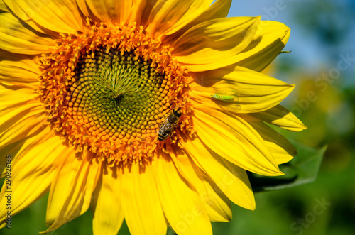 Bee on a flower of a sunflower against the blue sky