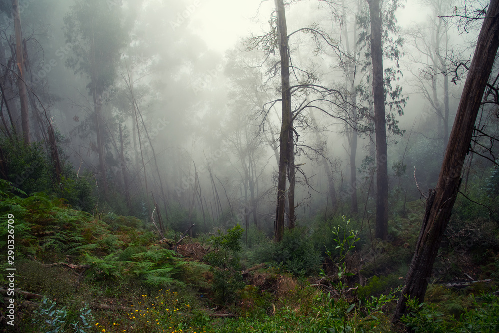 fog in the forest