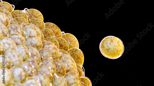 Εκτύπωση καμβά 3d rendered illustration of human fat cells