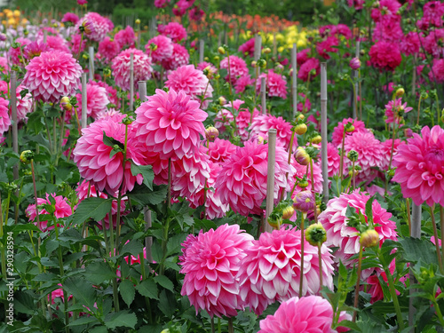 Viele Dahlien im Dahliengarten