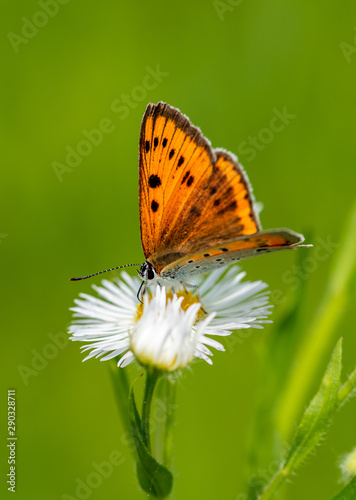  Silver-washed fritillary. Orange butterfly with a black pattern on a meadow flower closeup, green blurred background. © Светлана Монякова