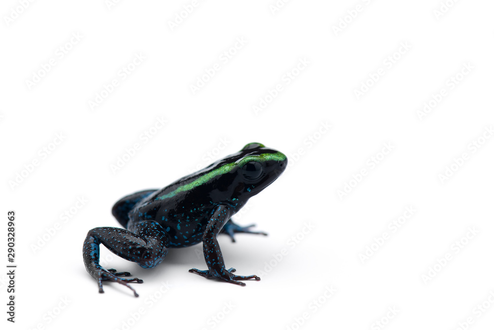 Fototapeta premium The Poison dart frog isolated on white background
