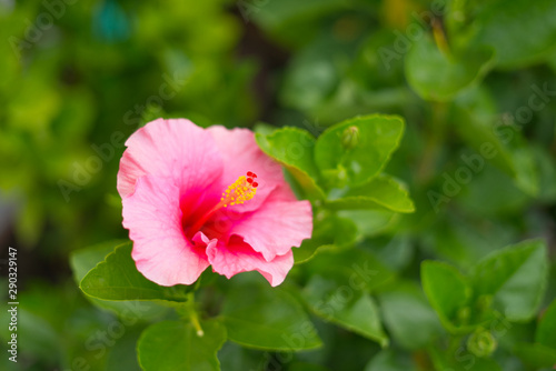 pink hibiscus flower on green background in garden