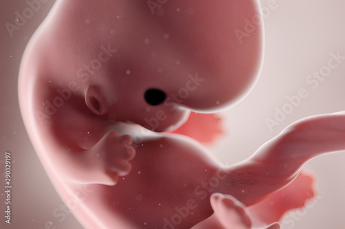 3d rendered medically accurate illustration of a human fetus - week 8