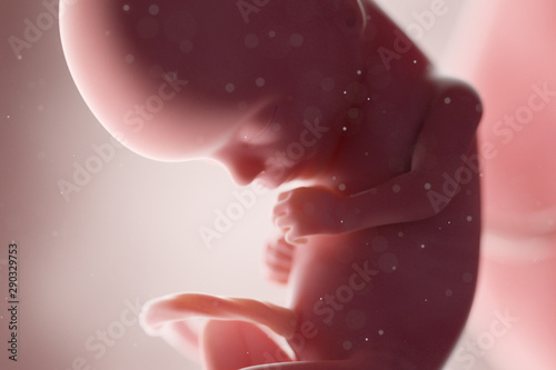 Wall Mural 3d rendered medically accurate illustration of a human fetus - week 15