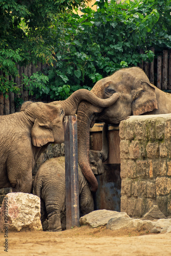 Photography Separated family of elephants hugging each other