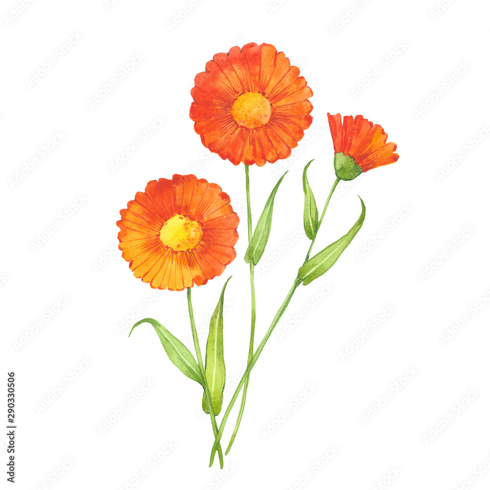 watercolor calendula flowers watercolor calendula flowers