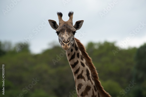 Giraffe looking at You © Doris