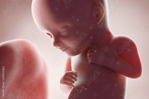 3d rendered medically accurate illustration of a human fetus - week 32